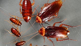 cock roach exterminator near me Seneca Knolls