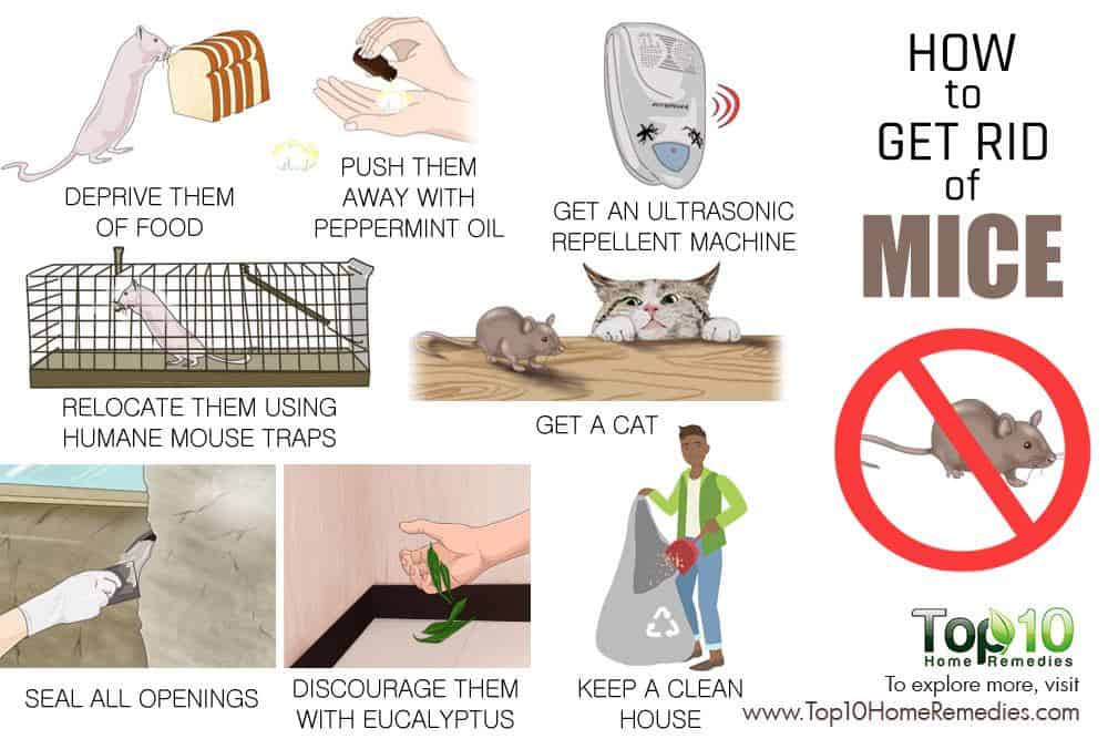 how-to-get-rid-of-mice