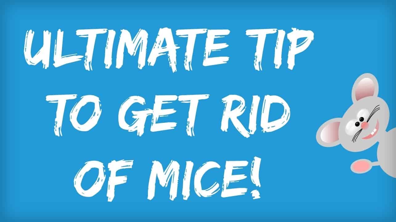 Effective Natural Mice Repellent