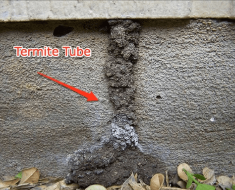 termite-removal