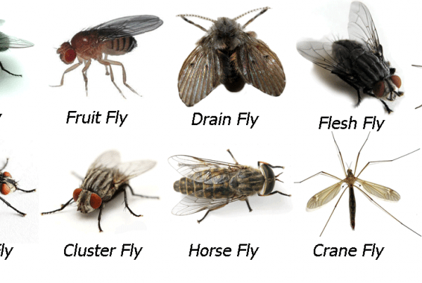 Difference Between House Fly And Flesh Fly