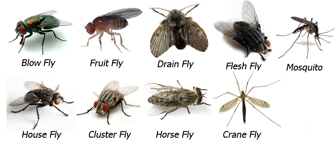 What is the difference between house flies and fruit flies?