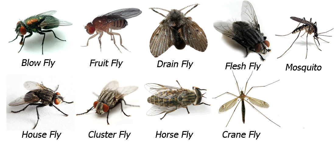 What is the difference between house flies and fruit flies? Natural