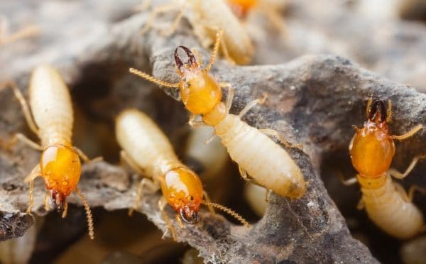 Identifying-termite-damage