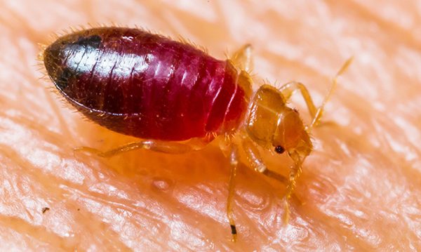 facts-about-bed-bugs