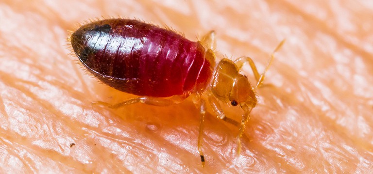 10 incredibly interesting bed bug facts you need to know