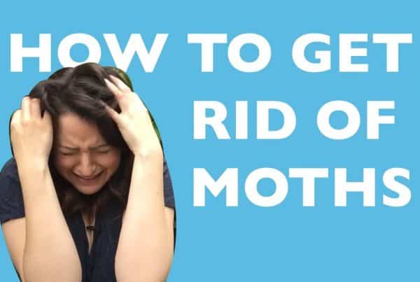 how-to-get-rid-of-moths