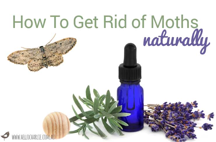Quick Way on How to Kill Moths Naturally