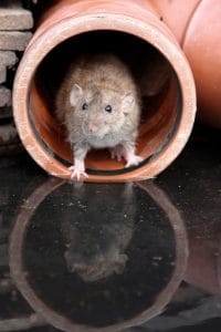 avoiding-rodents-in-your-home