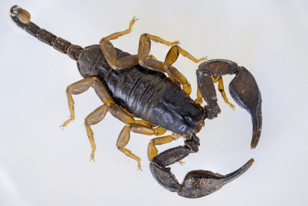 scorpion-exterminator-service