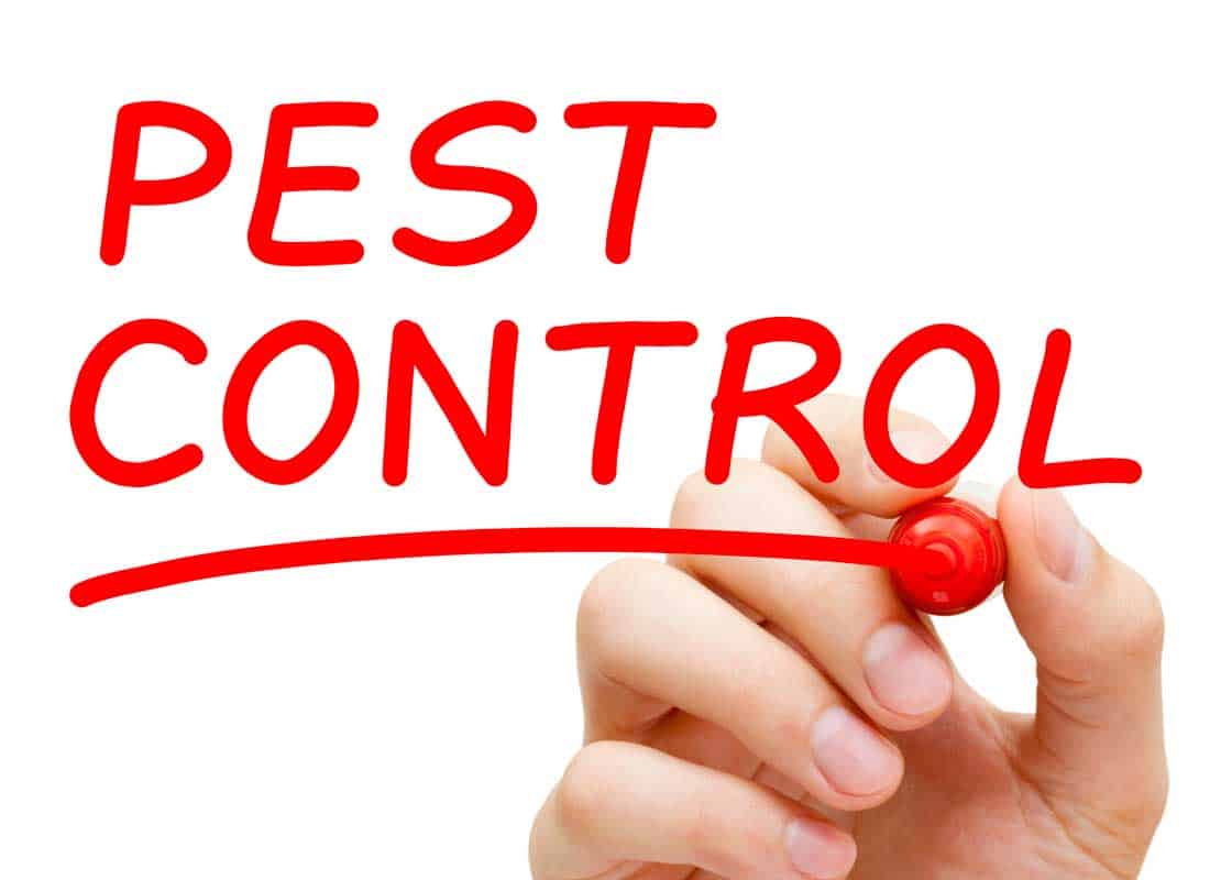 7 Pest Control Tips
