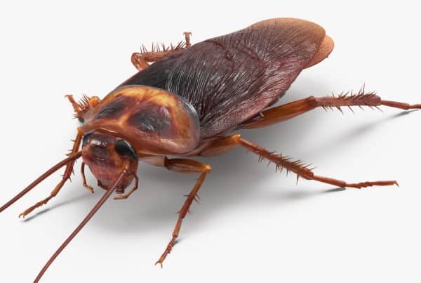 cockroach-exterminator