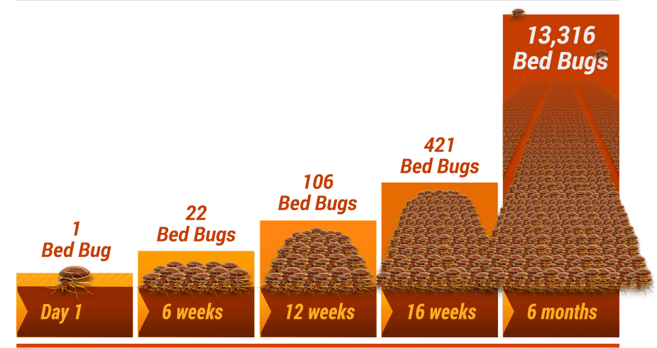 Bed-bug-infestation-chart