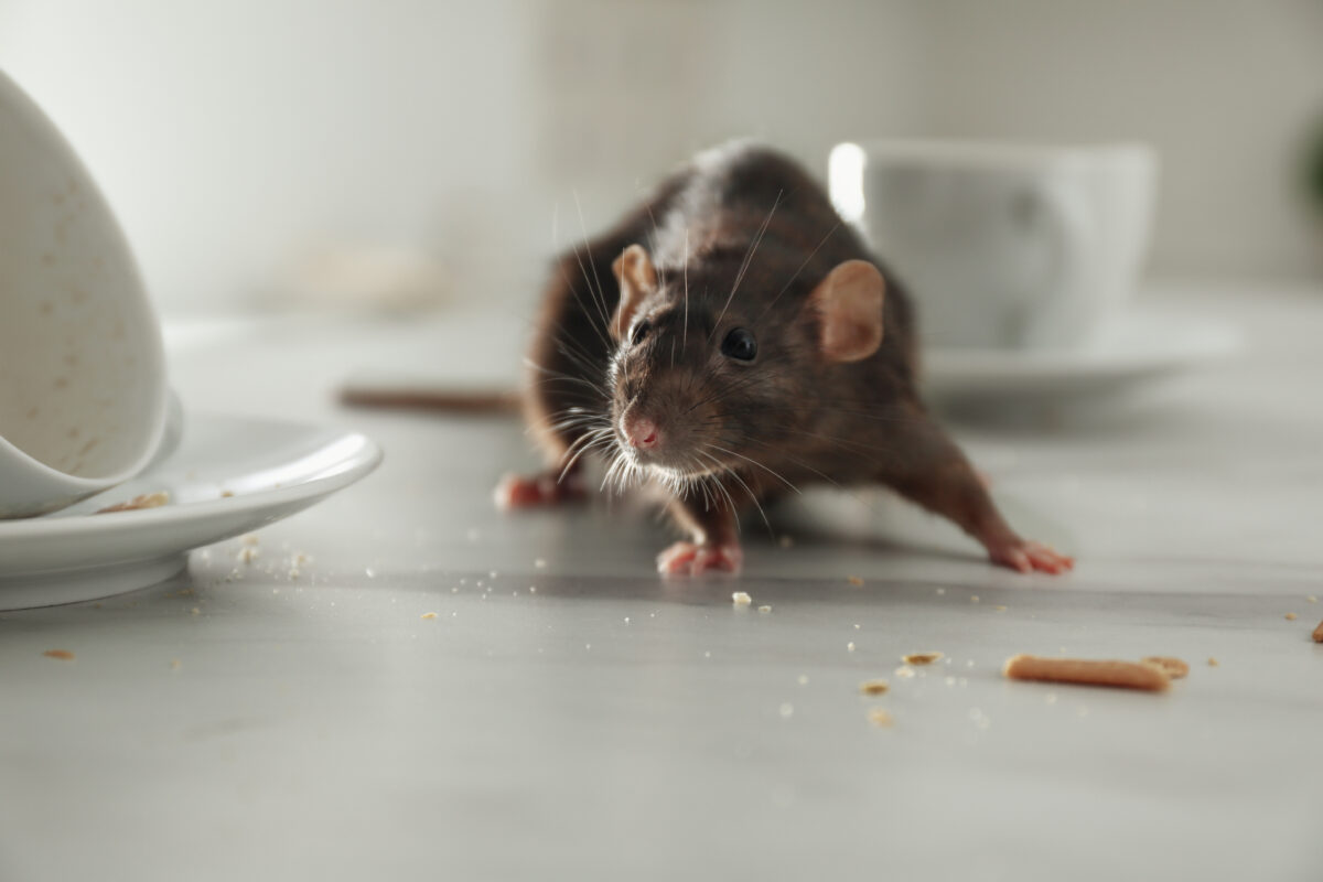 DIY pest control is not always the best idea – Few reasons why