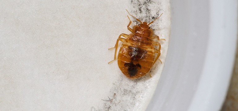 A bed bug found in the home, from Natural Pest Solutions' own inspection files
