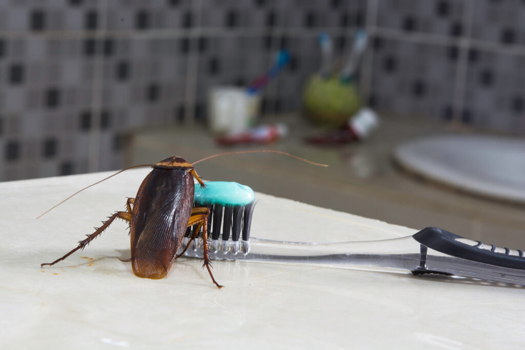 A cockroach found near a bathroom toothbrush holder, a common sign of pest activity
