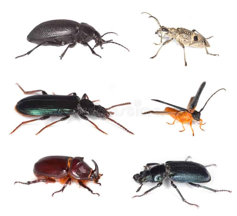 Different types of beetles that can affect a home