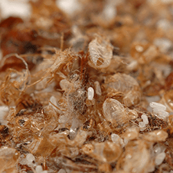 Shed bed bug skins found during an inspection