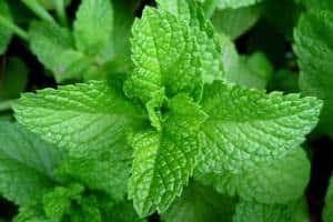 Peppermint oil used as a natural mouse deterrent