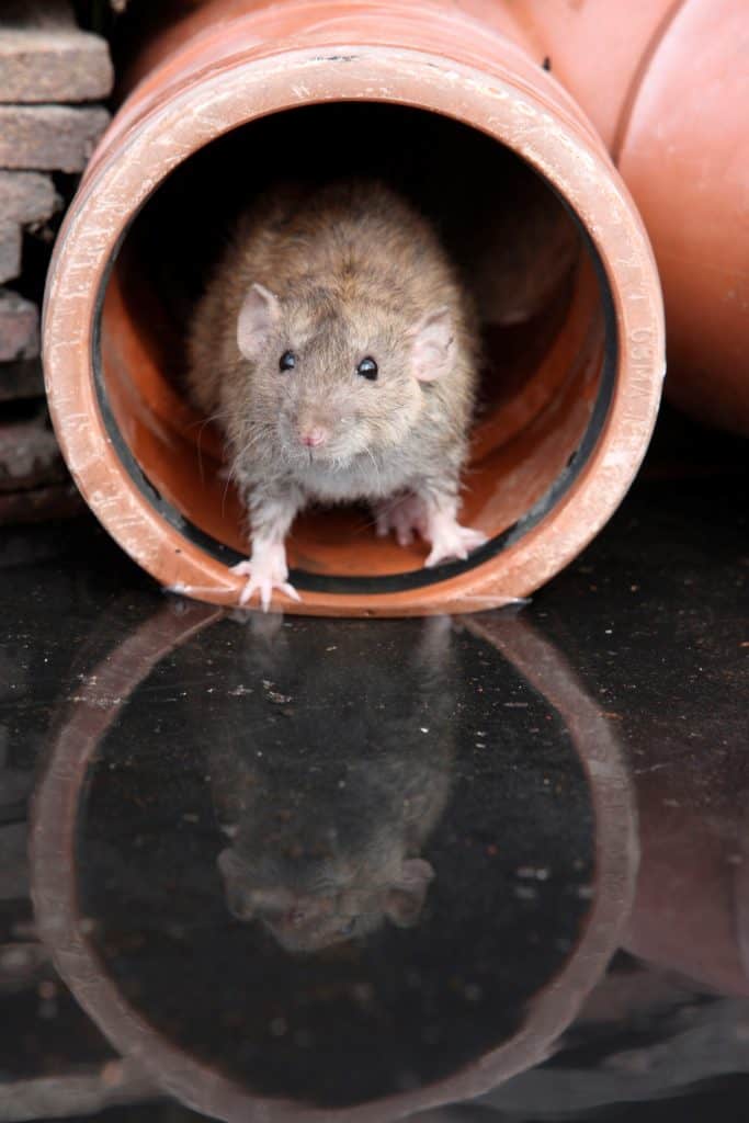 Avoiding rodents in your home
