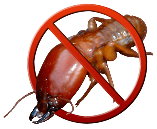 Termite control treatment