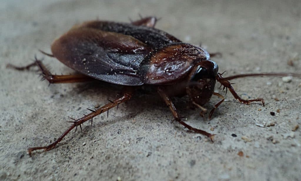 A cockroach on a surface