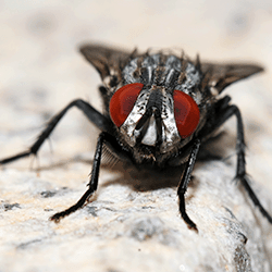 House fly close-up