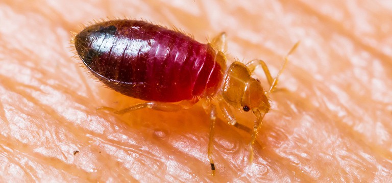 Facts about bed bugs