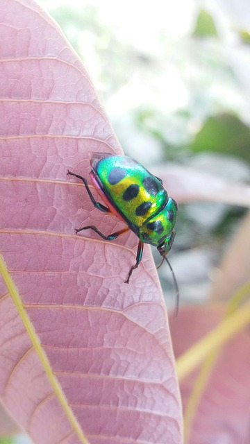 Pest Control 101: What Homeowners Actually Need to Know - photo