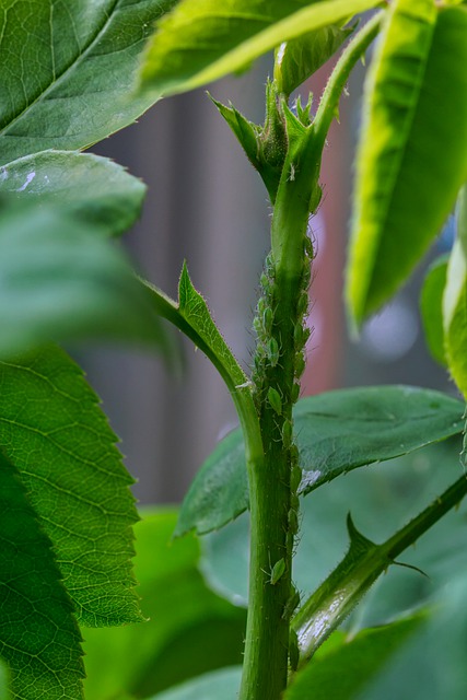 How to Spot Good Pest Control Advice Online - photo