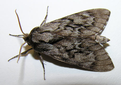 House moth found during an inspection