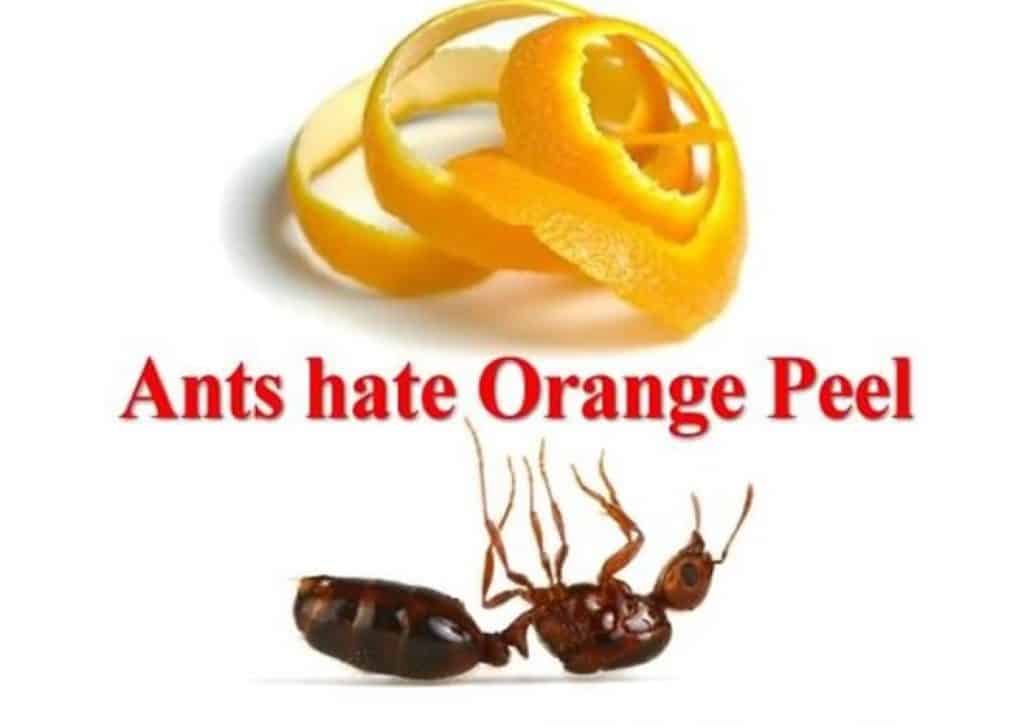 Natural ant deterrent using orange peel