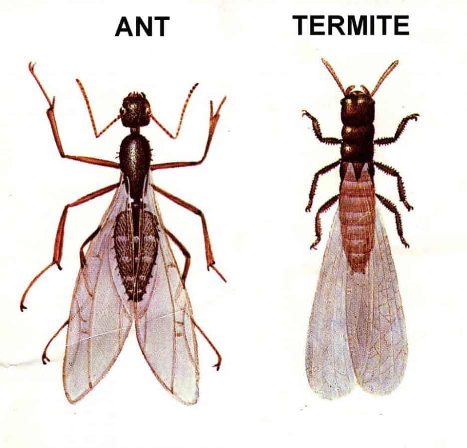 Comparing the differences between ants and termites