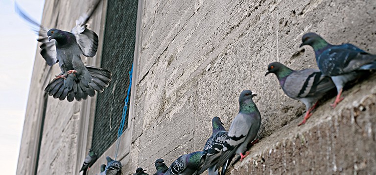 Pigeons roosting on a building ledge