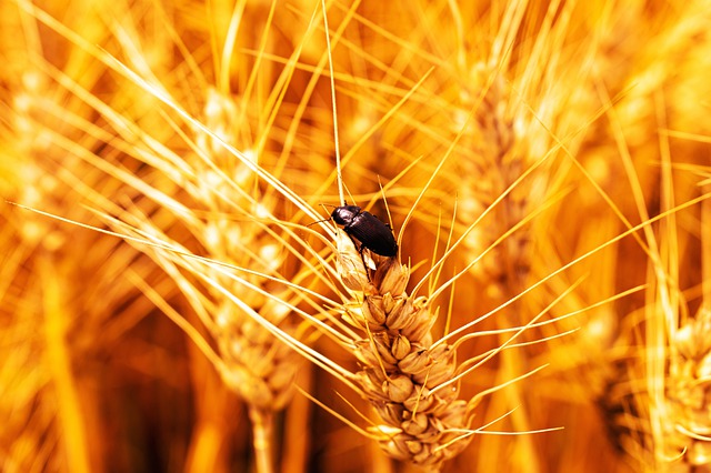 Household pests can cause damage if left untreated