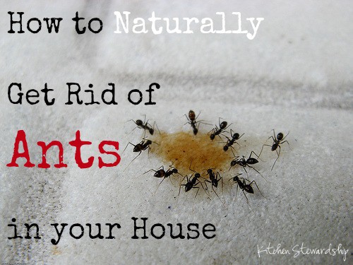 Getting rid of ants in the house