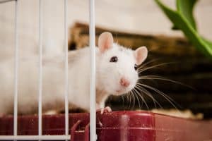 Pet rats can attract other pests into the home