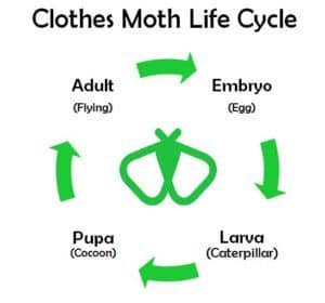 Diagram showing the four stages of the clothes moth life cycle: egg, larva, pupa, and adult