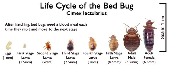 Diagram showing the bed bug life cycle from egg through adult stages