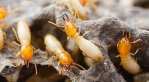 Close-up of termites feeding on damaged wood
