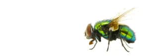 Close-up of a common house fly, a household pest