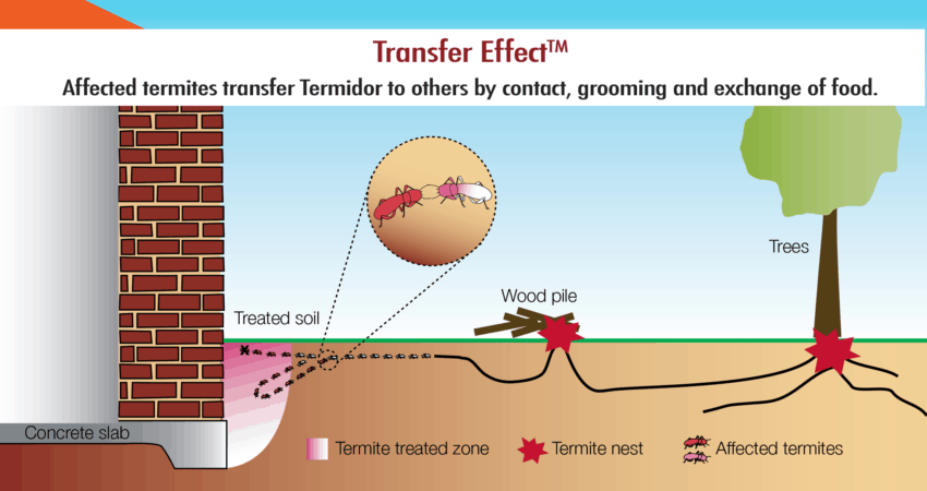 Illustration of the transfer effect used to kill termites