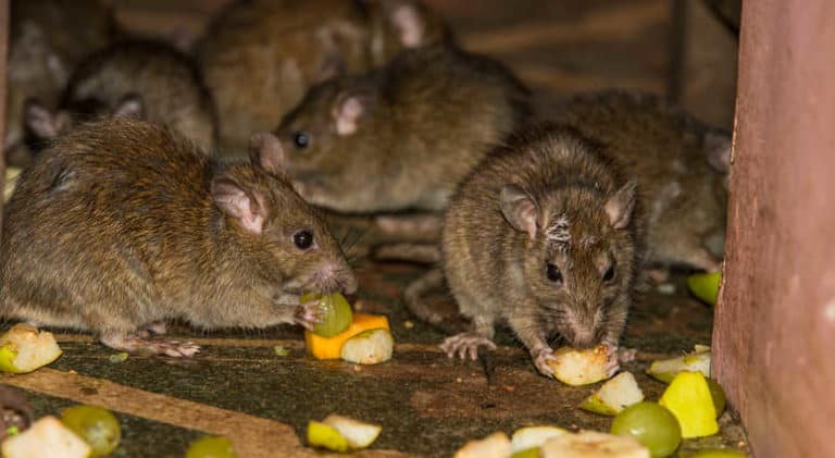 Rat, a common rodent pest that mapping and monitoring tools help track