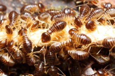 Termite treatment inspection