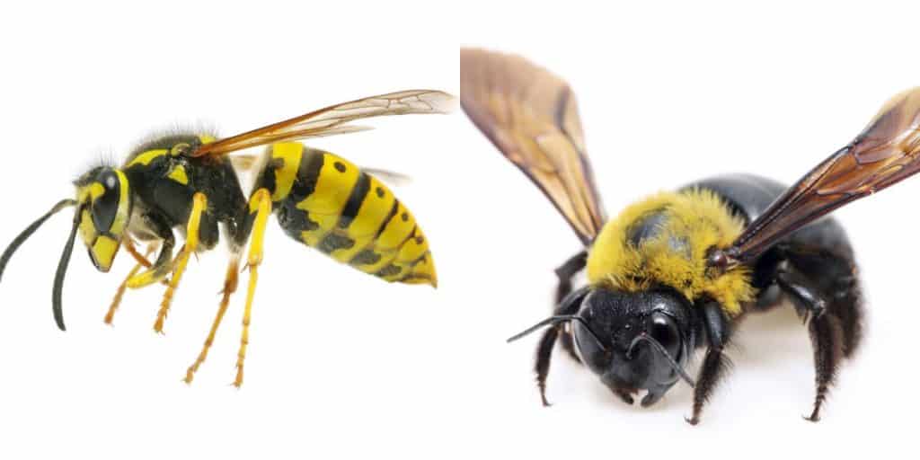 Common types of bees and wasps