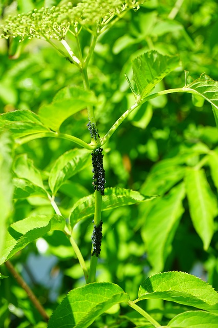 Common household pests found in and around the home