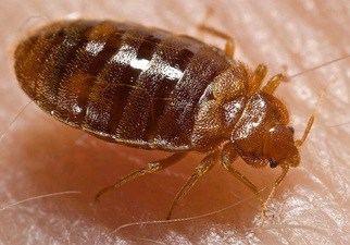 Professional bed bug removal treatment