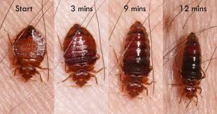 Bed bug growth stages and life cycle