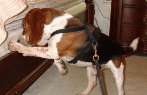 Detection dog inspecting a bed for bed bugs