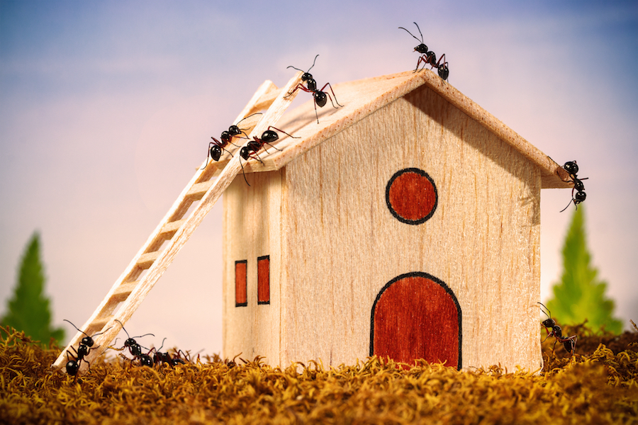 Ants overrunning an unattended house